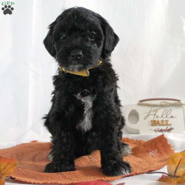 Donald, Yorkie Poo Puppy
